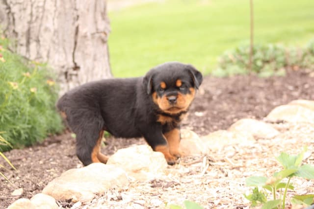 Baby Rottweiler Puppies media 6