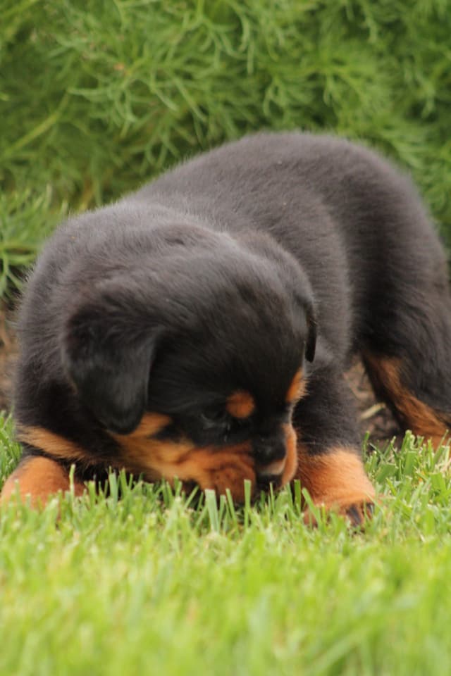 Baby Rottweiler Puppies media 8