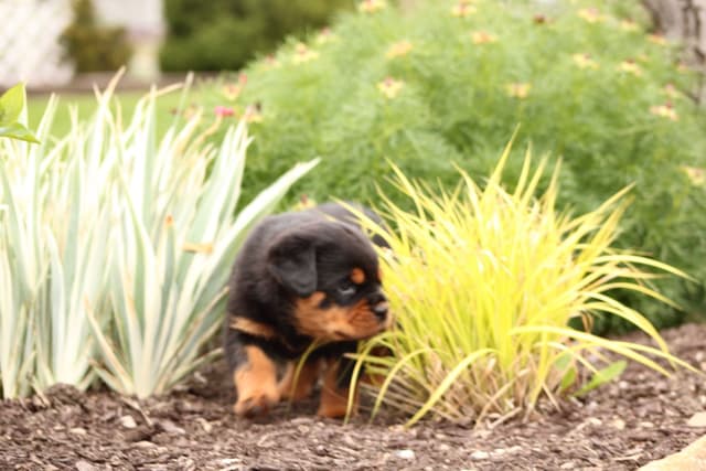 Baby Rottweiler Puppies media 7