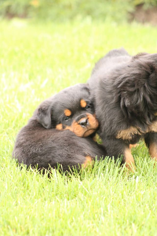 Baby Rottweiler Puppies media 12