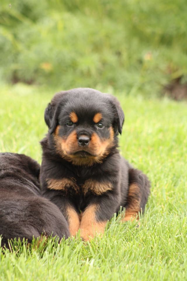 Baby Rottweiler Puppies media 10