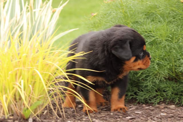 Baby Rottweiler Puppies media 11