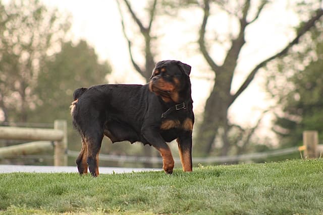 Baby Rottweiler Puppies media 13