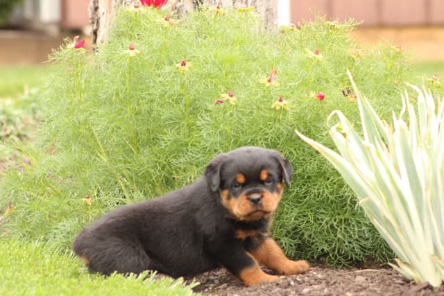 Baby Rottweiler Puppies media 14