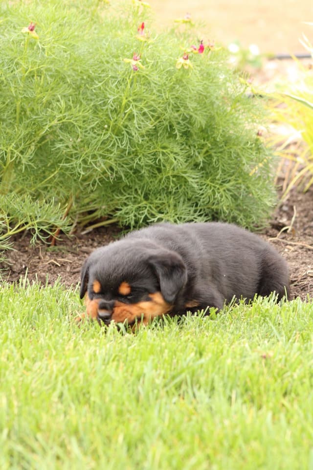Baby Rottweiler Puppies media 15