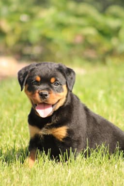 Rottweiler Puppies thumbnail 2