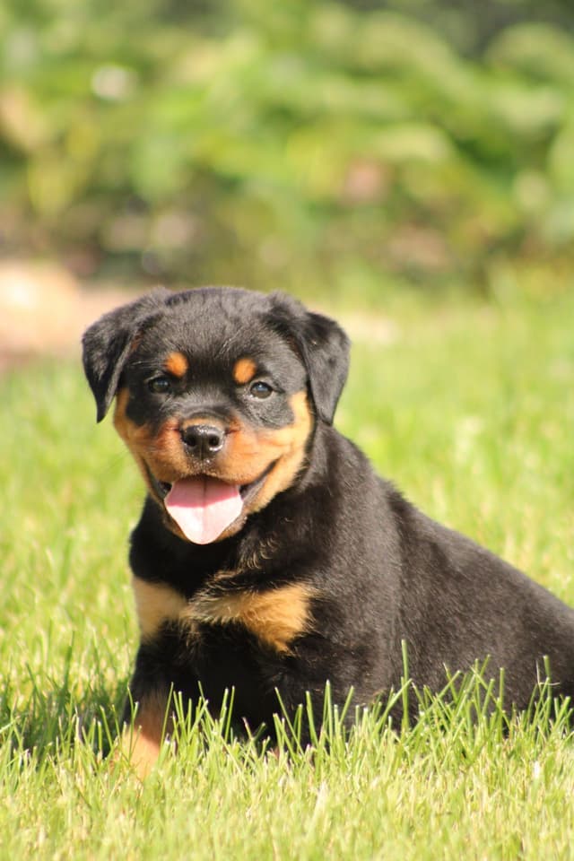 Rottweiler Puppies media 2