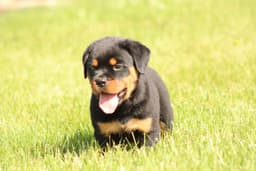 Rottweiler Puppies thumbnail 3