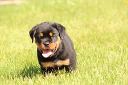 Rottweiler Puppies thumbnail 4