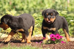 Rottweiler Puppies thumbnail 5