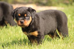 Rottweiler Puppies thumbnail 6