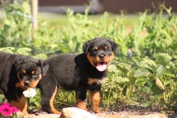 Rottweiler Puppies thumbnail 7