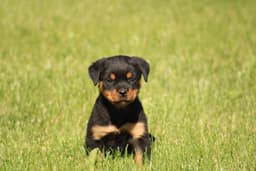 Rottweiler Puppies thumbnail 8