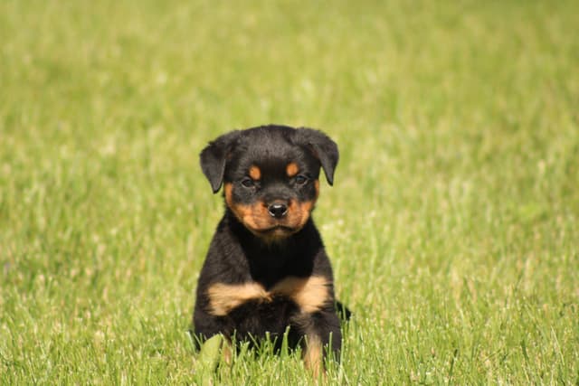 Rottweiler Puppies media 8