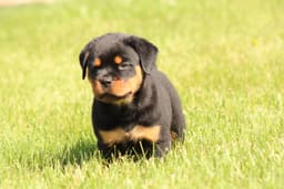 Rottweiler Puppies thumbnail 9