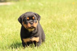 Rottweiler Puppies thumbnail 10