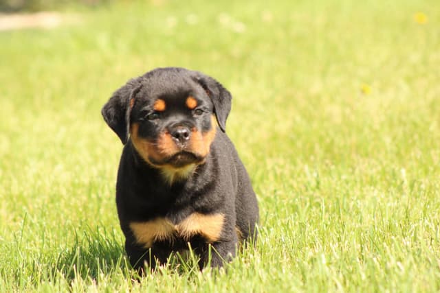 Rottweiler Puppies media 10