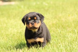 Rottweiler Puppies thumbnail 11