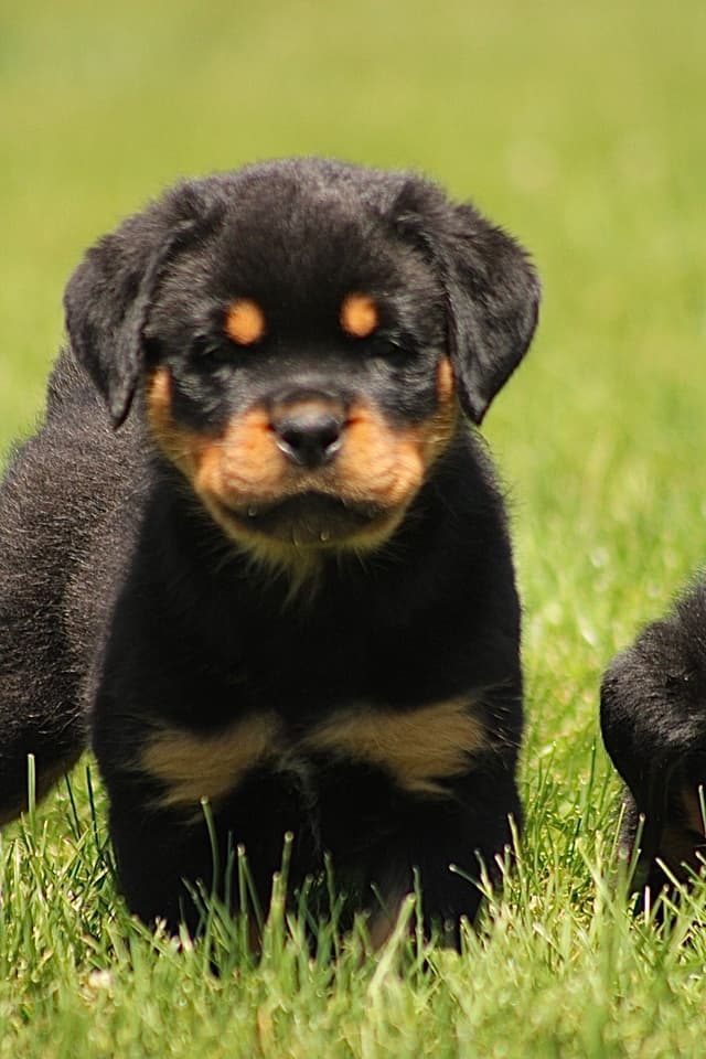 Rottweiler Puppies media 2