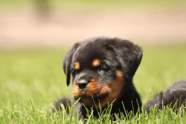Rottweiler Puppies media 3