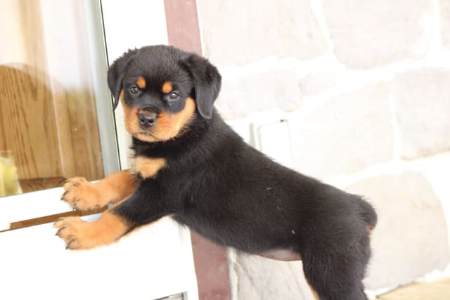 Rottweiler Puppies media 4