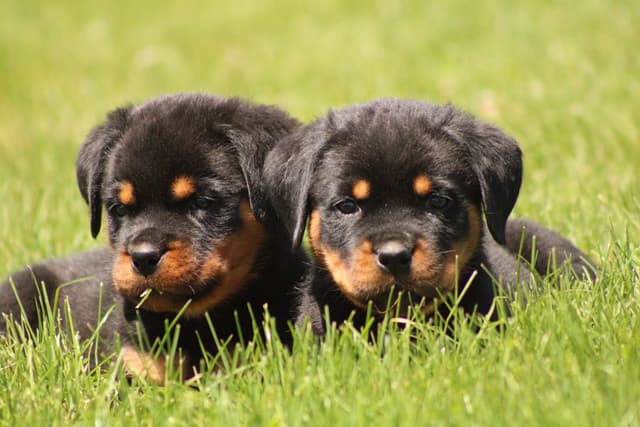 Rottweiler Puppies media 5