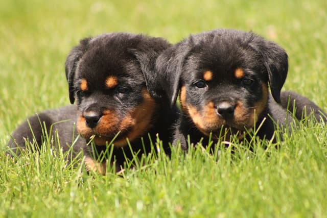 Rottweiler Puppies media 6