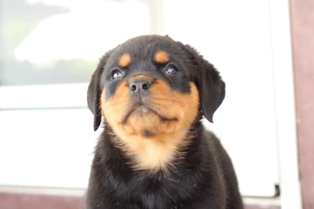 Rottweiler Puppies media 7