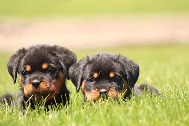 Rottweiler Puppies media 8