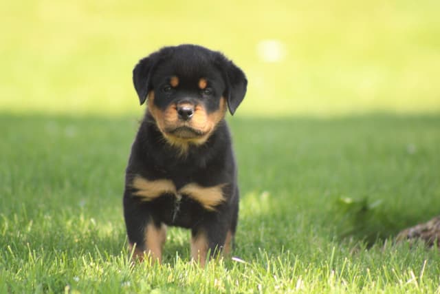 Rottweiler Puppies media 9