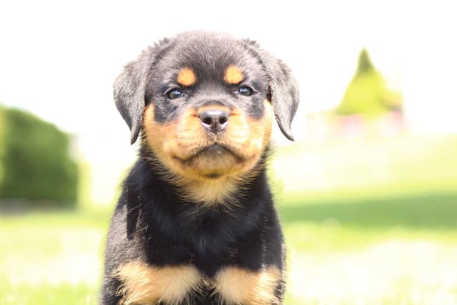 Rottweiler Puppies media 10
