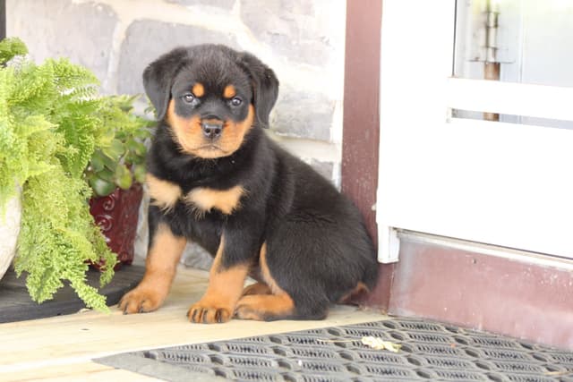 Rottweiler Puppies media 11