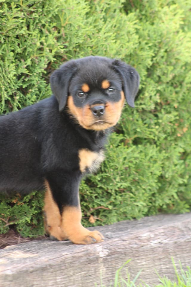 Rottweiler Puppies media 12