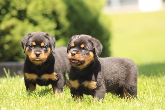 Rottweiler Puppies media 13