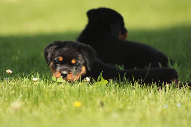 Rottweiler Puppies media 14