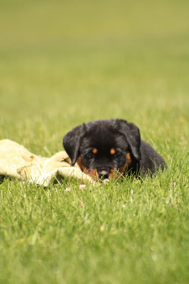 Rottweiler Puppies media 15