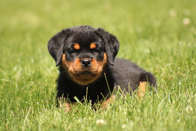 Rottweiler Puppies media 16