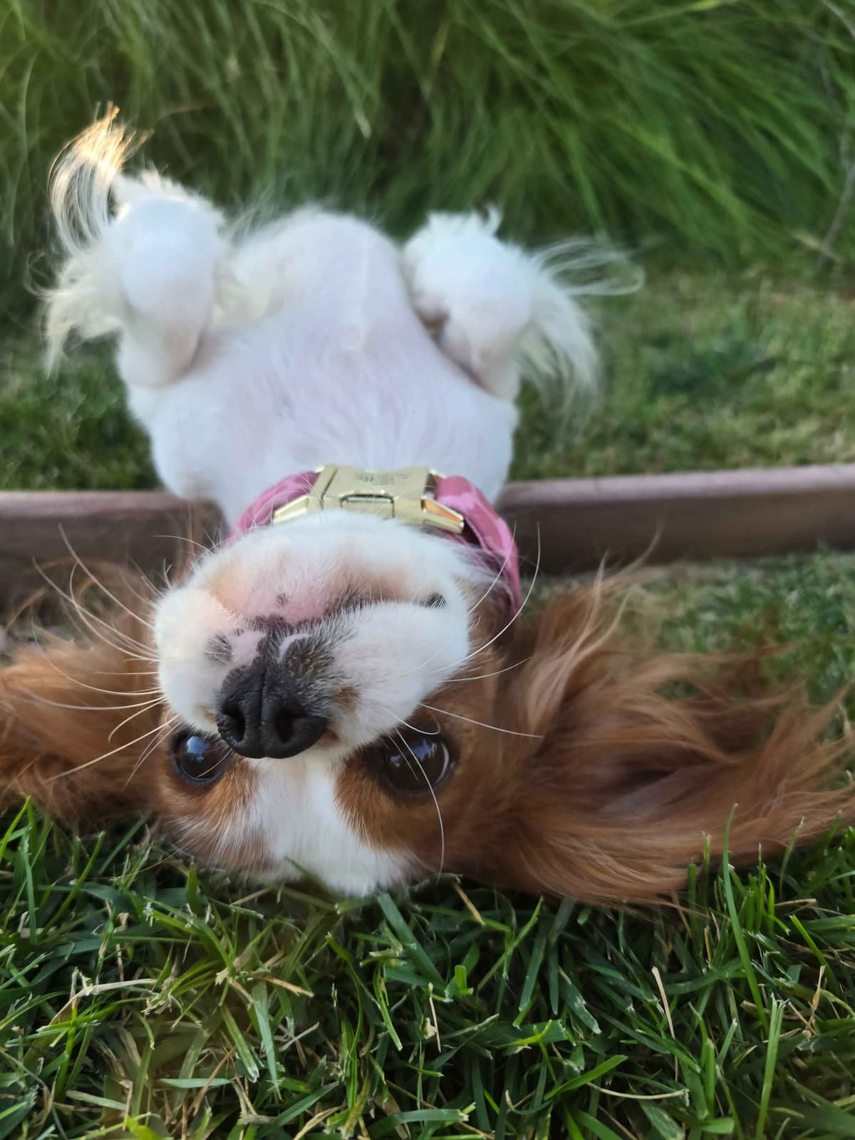 Cavalier King Charles Spaniel breeder image 1
