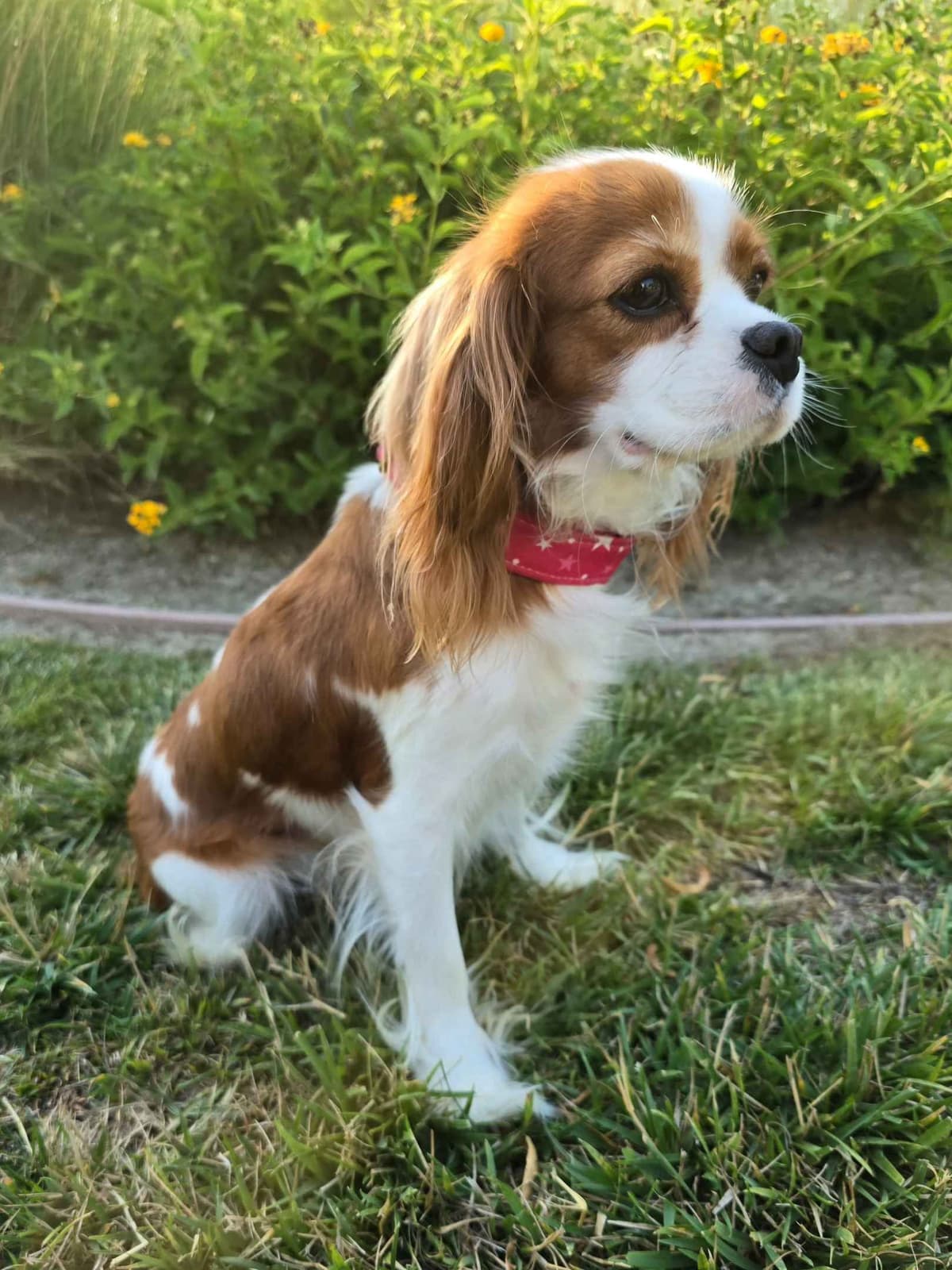 Cavalier King Charles Spaniel breeder image 3
