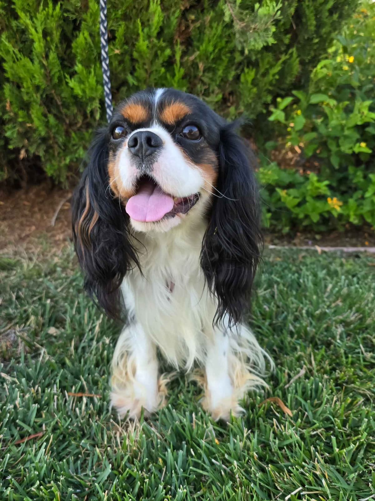 Cavalier King Charles Spaniel breeder image 6