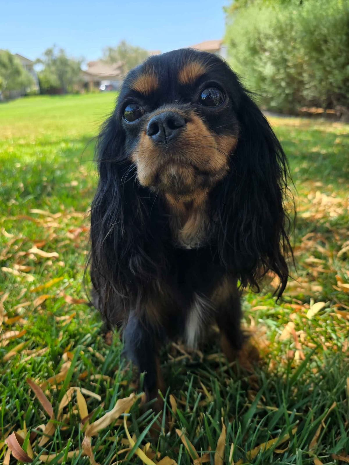 Cavalier King Charles Spaniel breeder image 5