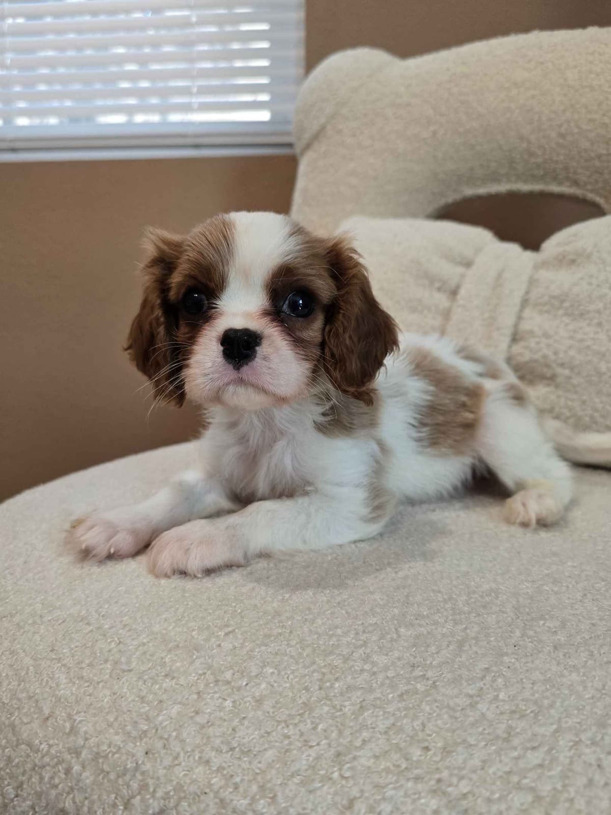 Cavalier King Charles Spaniel breeder image 8