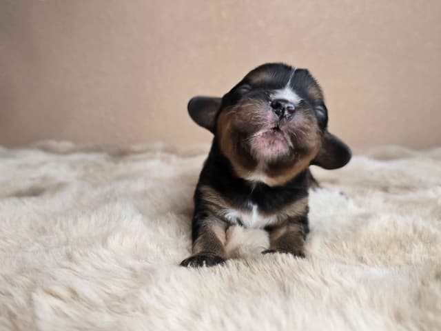 Cavalier King Charles Spaniel media 2