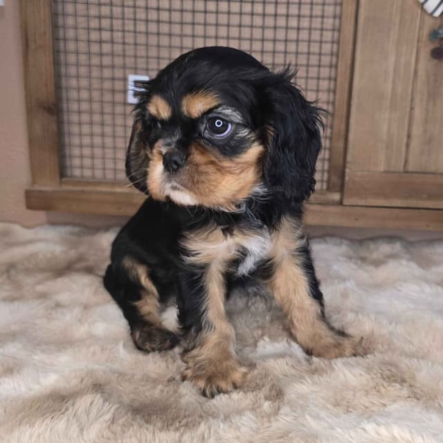 Cavalier King Charles Spaniel media 3
