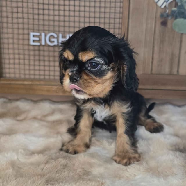 Cavalier King Charles Spaniel media 4