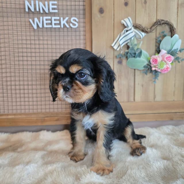 Cavalier King Charles Spaniel media 5