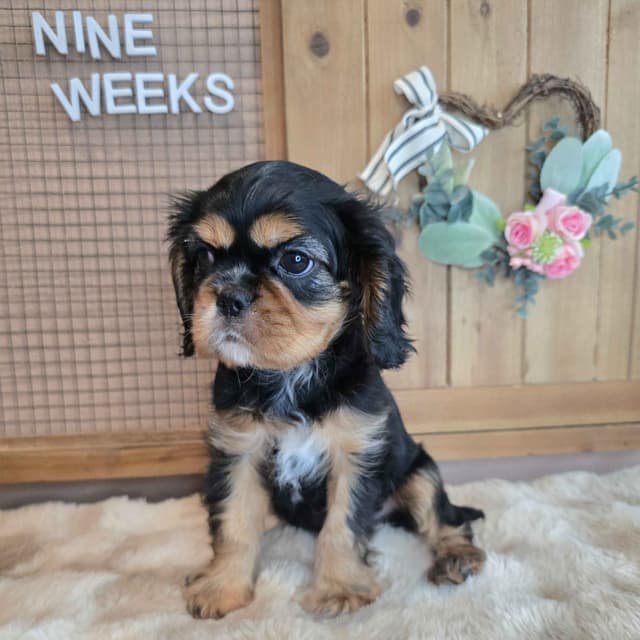 Cavalier King Charles Spaniel media 6