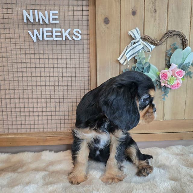 Cavalier King Charles Spaniel media 7