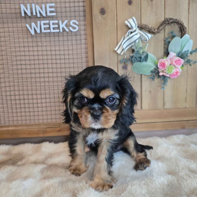 Cavalier King Charles Spaniel media 8