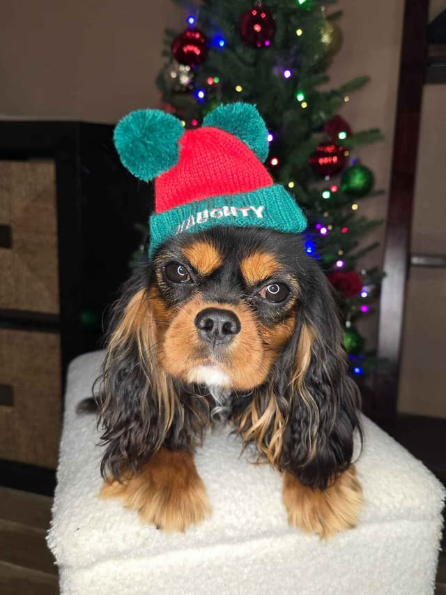Cavalier King Charles Spaniel media 9